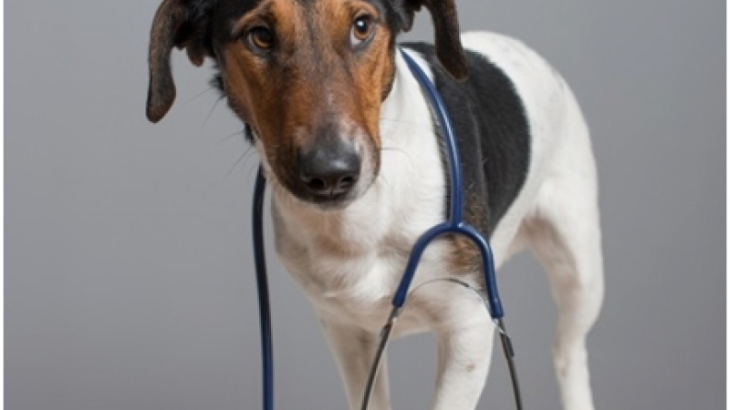Uso de SAMe nas Hepatopatia Caninas Potente Ação Anti-inflamatória e Efeitos Hepatoprotetores